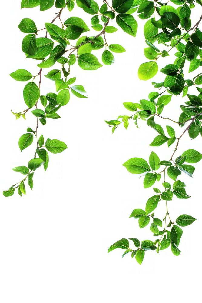 Tree branch with green leaf border backgrounds plant herbs.