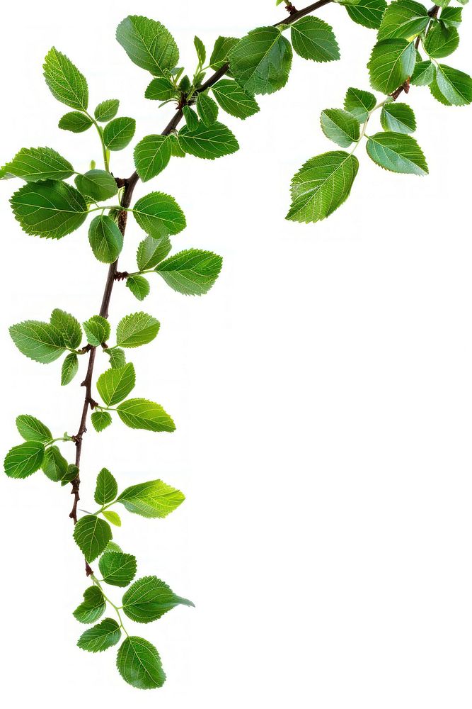 Tree branch with green leaf border plant herbs white background.