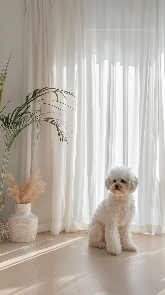 Dog in minimal room animal mammal window.