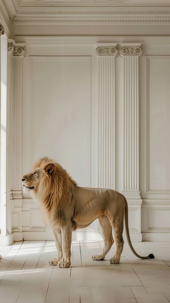 Lion in minimal room animal wildlife mammal.