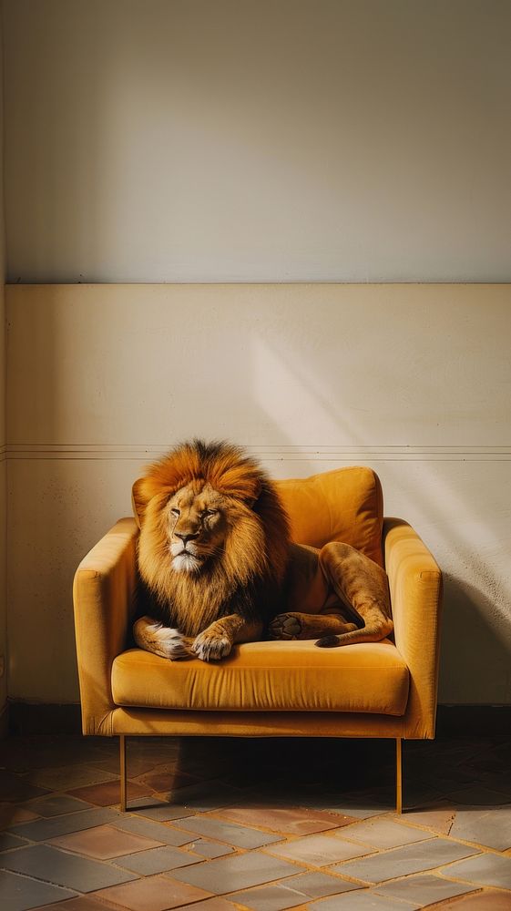 Lion in minimal room animal furniture mammal.
