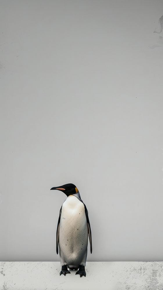 Penguin animal wildlife bird.