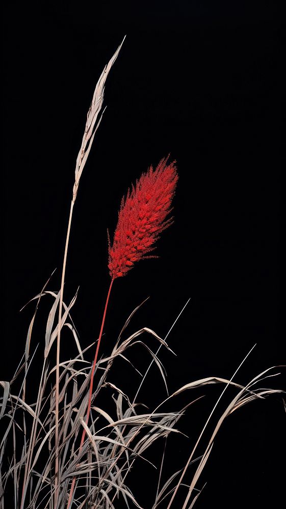 Silkscreen of a pampas nature plant grass.