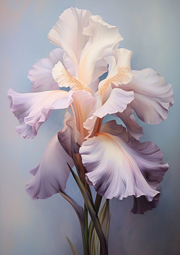 Close up on pale a iris flower gladiolus blossom petal.