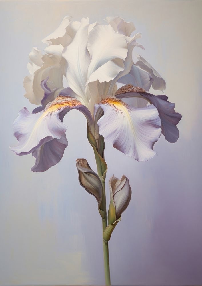 Close up on pale a iris flower painting petal plant.