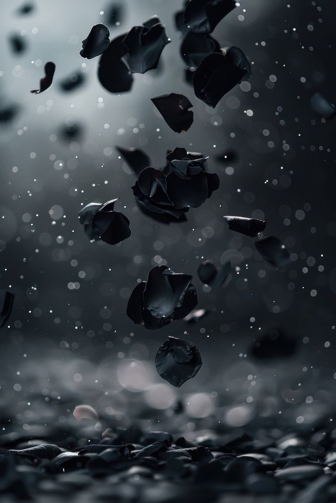 Photo of black rose petals falling monochrome freshness fragility.