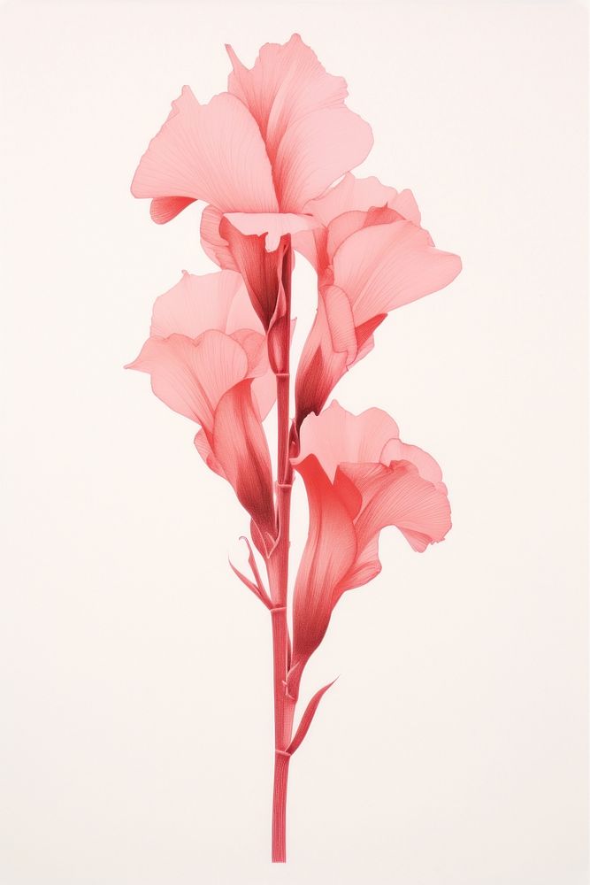 Silkscreen of gladiolus flower nature petal.