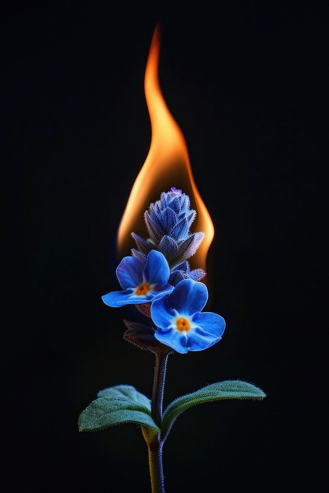 Blue wildflower flame fire festival.