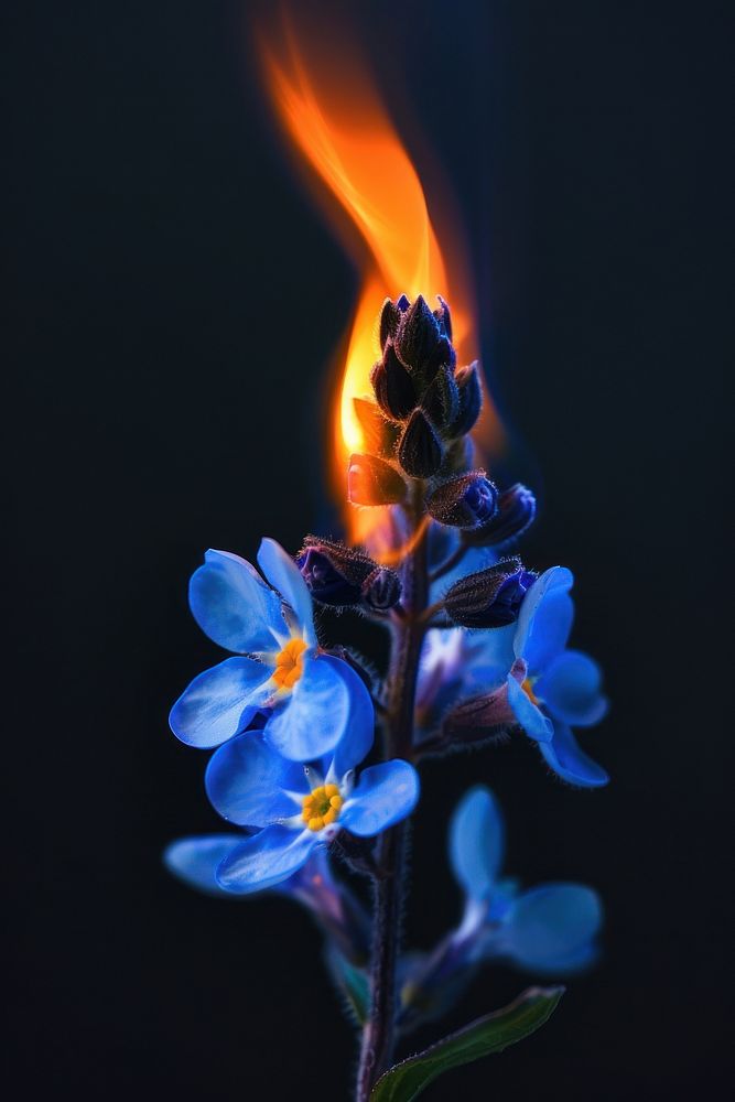 Blue wildflower flame fire blossom.