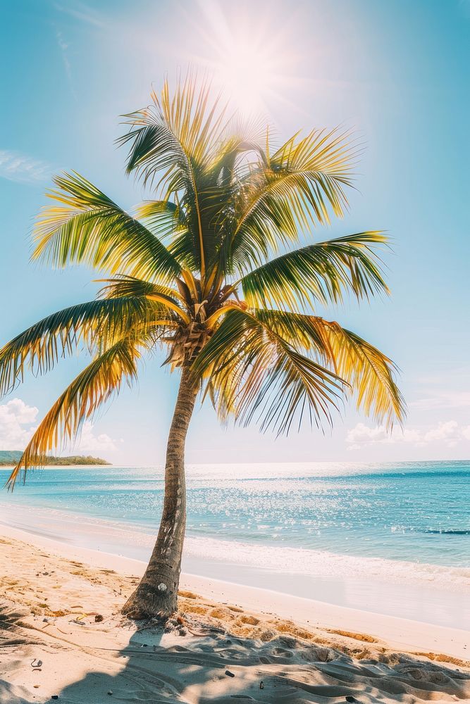 Palm tree arecaceae outdoors horizon.