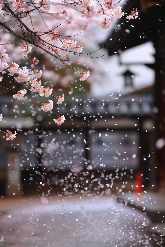 Sakura petal outdoors blossom.