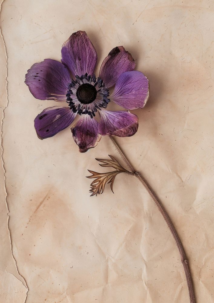 Real Pressed a single anemone flowers asteraceae geranium blossom.