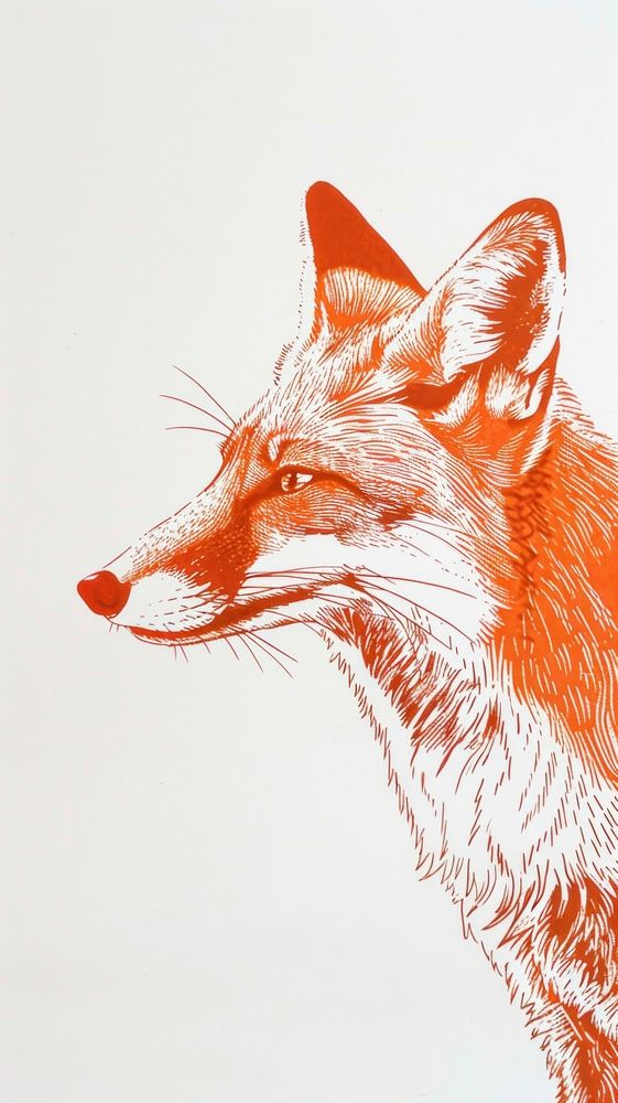 Fox cat illustrated wildlife.