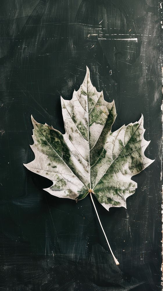Maple leaf blackboard plant tree.
