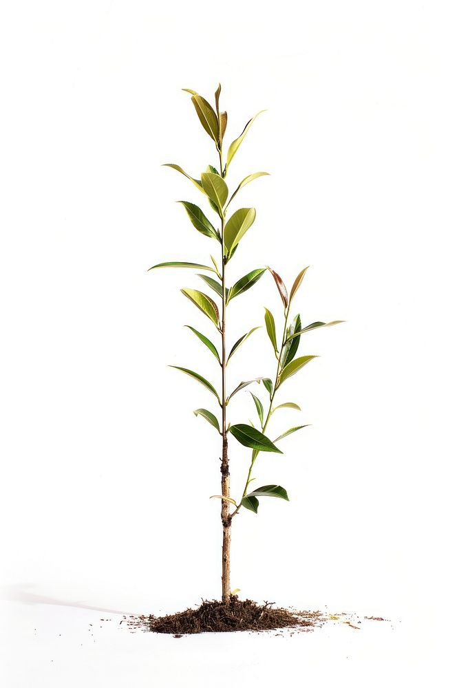 Tea tree plant soil leaf.