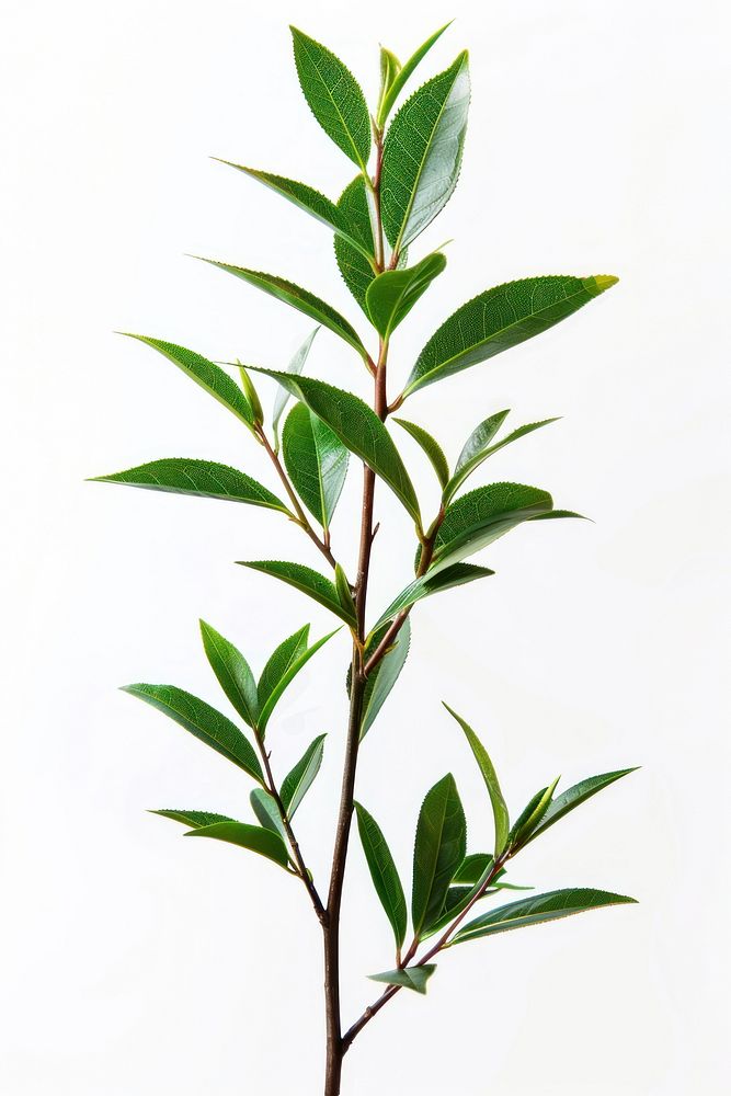 Tea tree plant annonaceae blossom herbal.