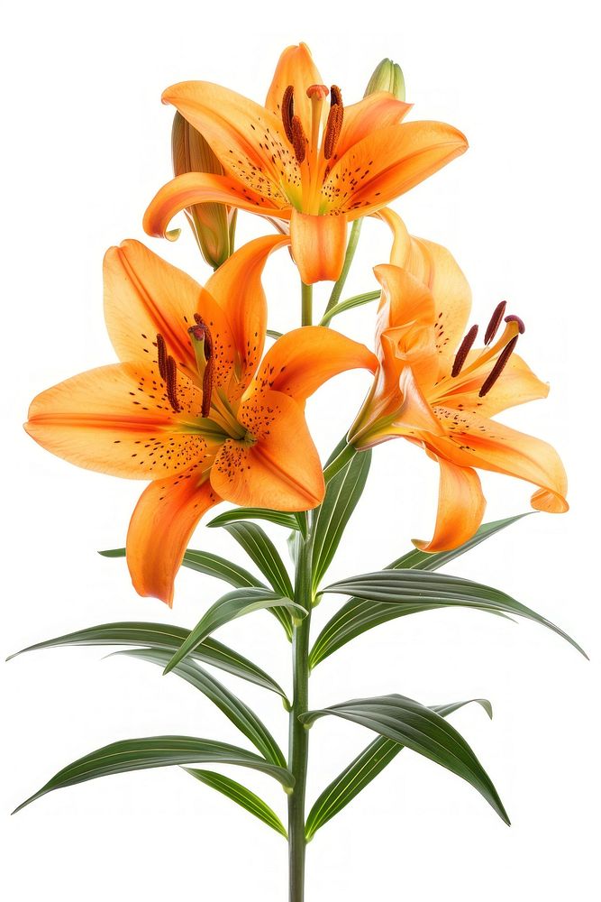 Tiger lily flowers blossom plant.