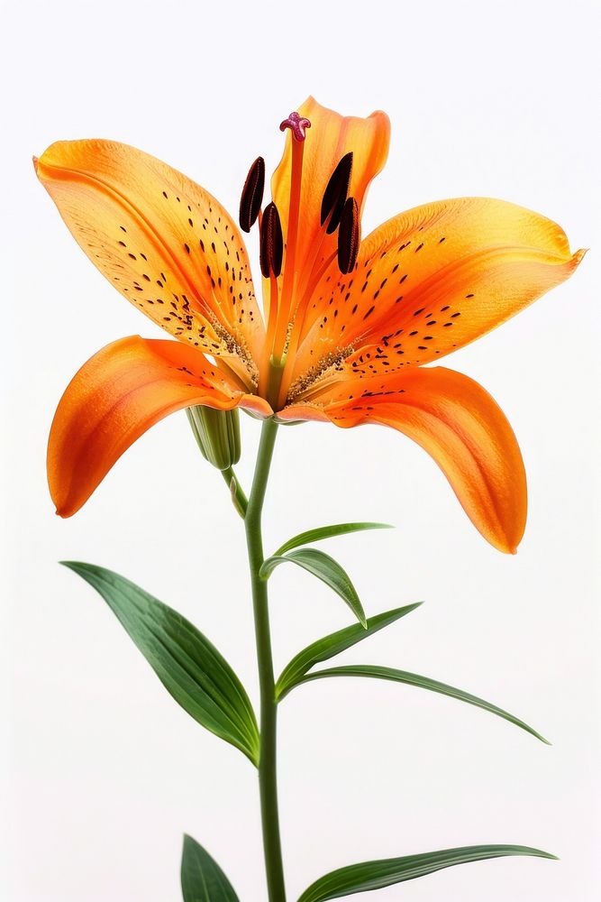Tiger lily blossom flower anther.