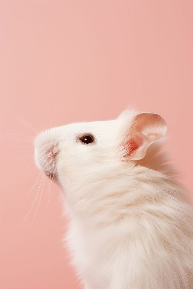 Hamster side portrait profile animal mammal rodent.