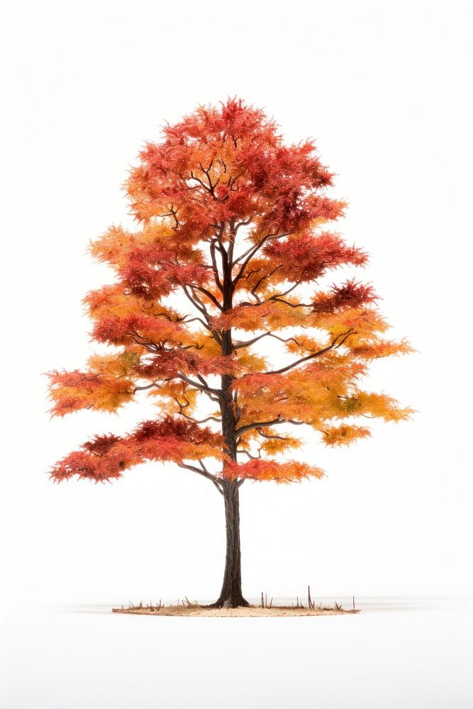 New york tree in autumn bonfire plant maple.