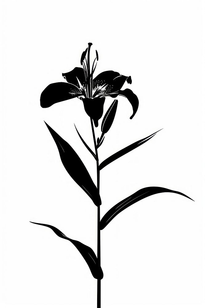 Lily silhouette weaponry blossom flower.