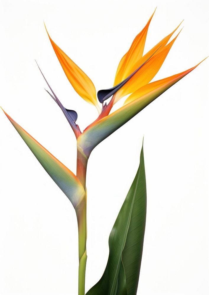 Bird of paradise plant blossom flower symbol.