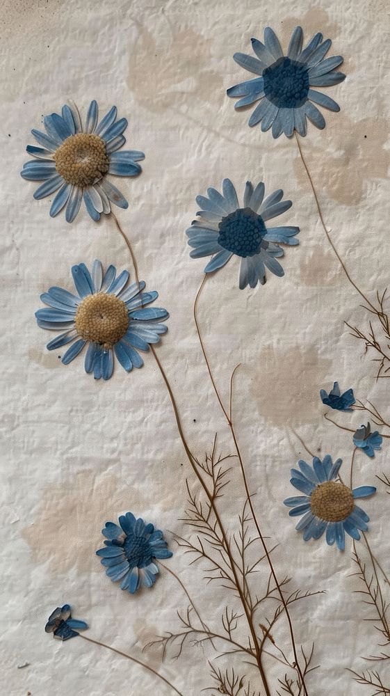 Pressed blue daisy flowers backgrounds pattern plant.