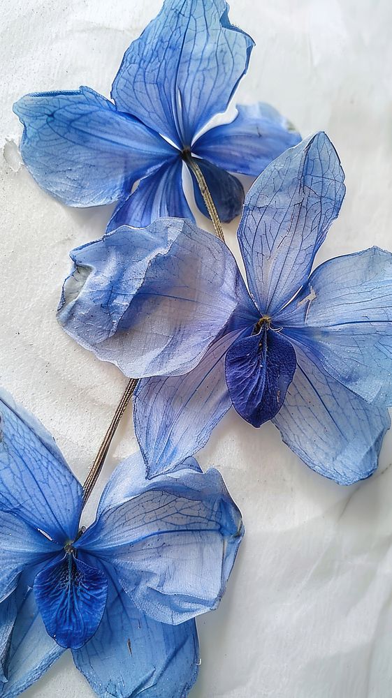 Pressed blue orchid flowers petal plant leaf.