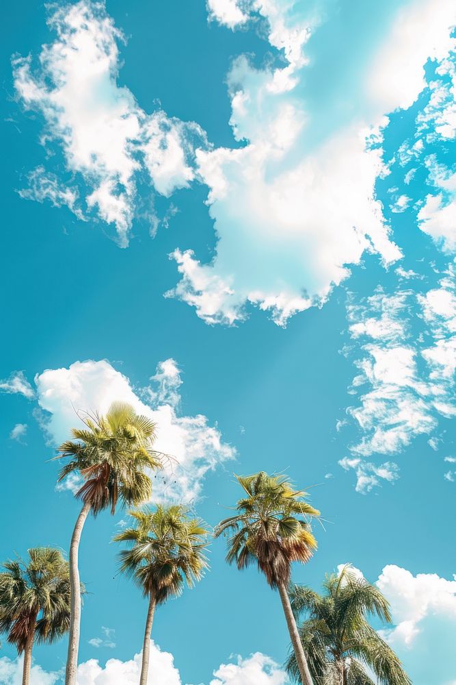 Palm trees cloud sky outdoors.