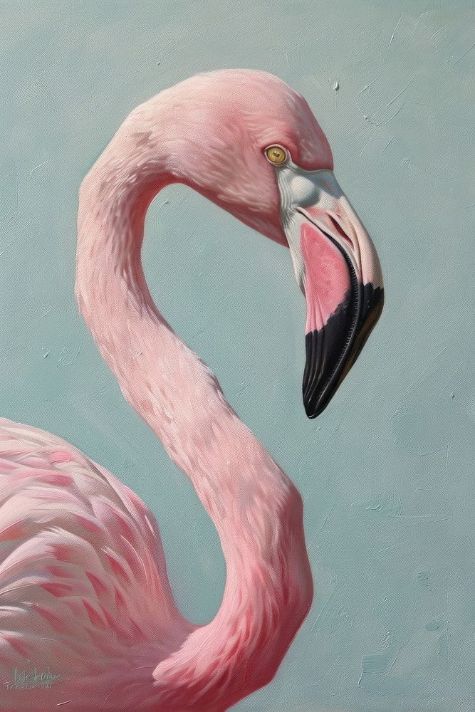 Close up on pale flamingo animal beak bird.