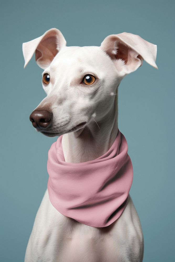 White dog with pink bandana