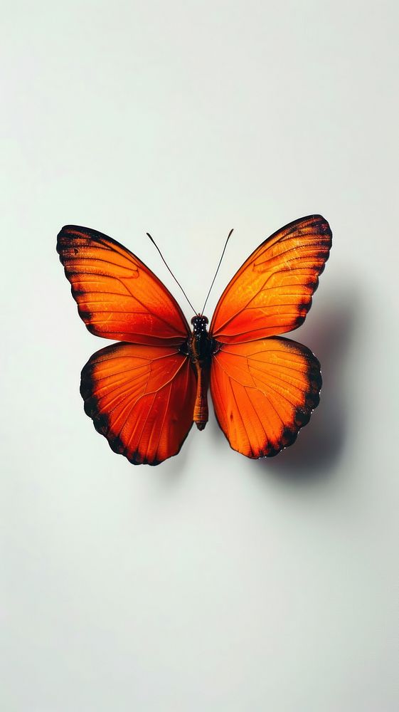Butterfly animal invertebrate monarch.
