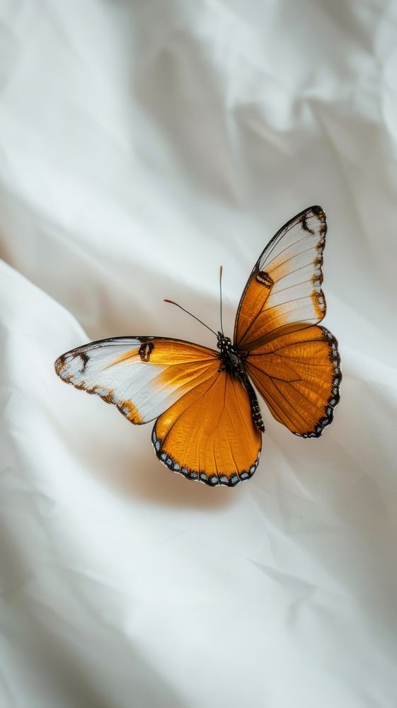 Butterfly animal invertebrate monarch.
