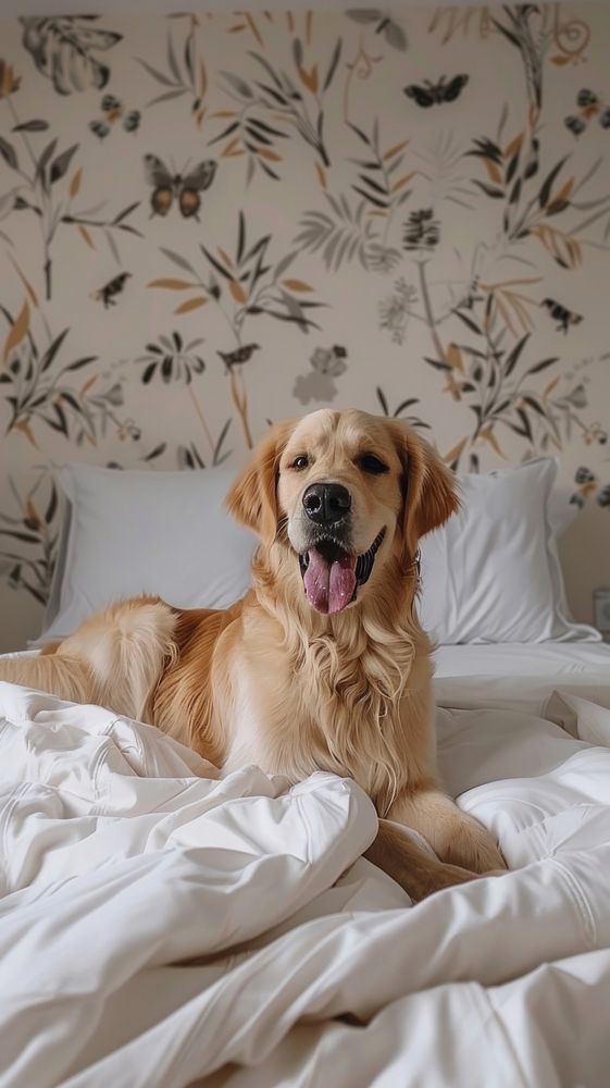 Animal dog bed furniture.