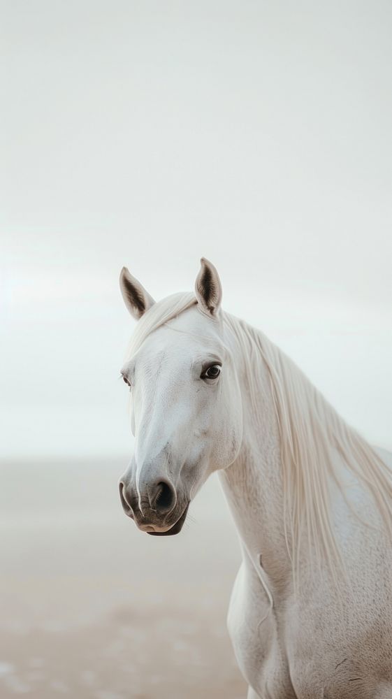 Horse animal stallion mammal.