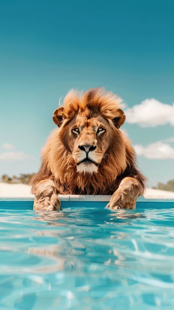 Lion wildlife animal pool.