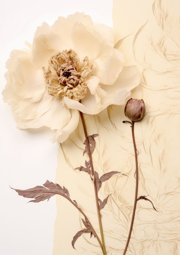 Real Pressed a peony flower graphics blossom.