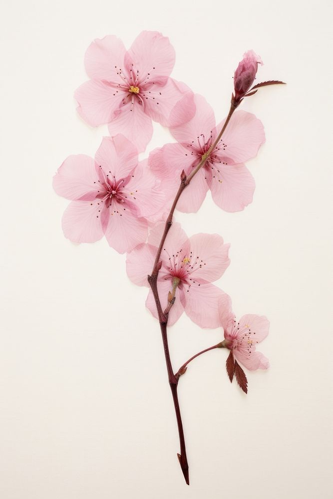 Real Pressed pink cherry blossom flower plant petal.