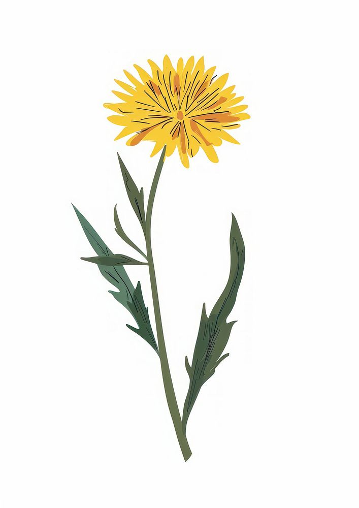 Flat vector hand drawn illustration a taraxacum officinale flower asteraceae dandelion.