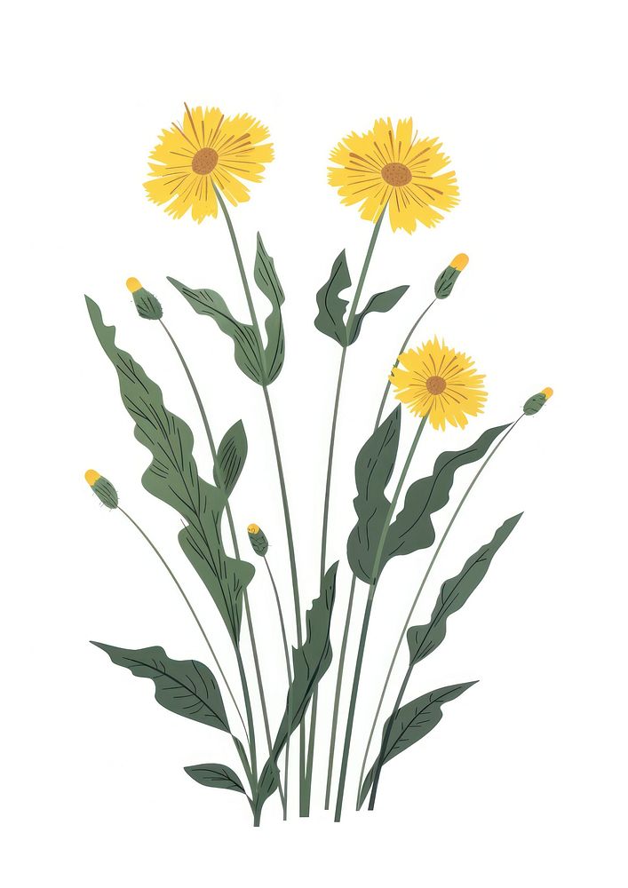 Flat vector hand drawn illustration a taraxacum officinale flower asteraceae sunflower.