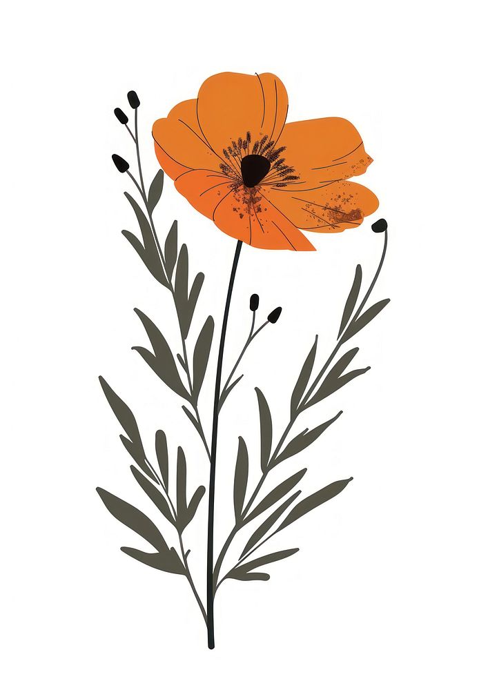 Flat vector hand drawn illustration a wildflower asteraceae graphics blossom.