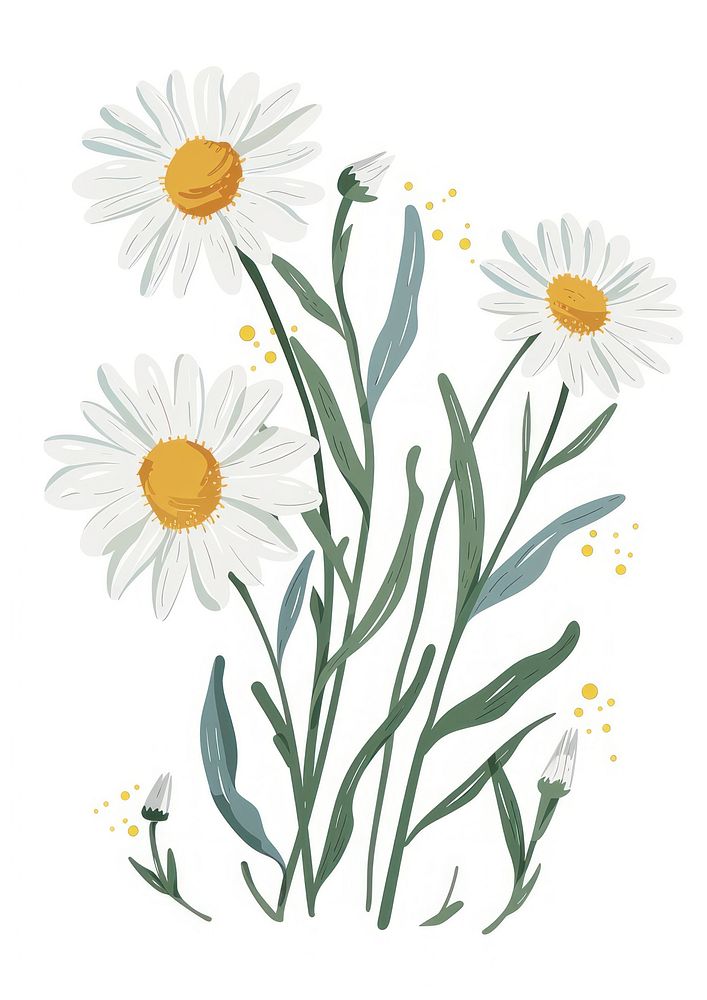 Flat vector hand drawn illustration a Chamomile flower asteraceae blossom.