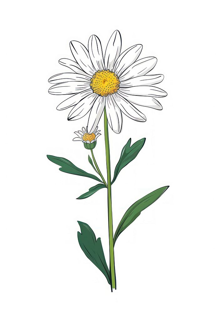 Flat vector hand drawn illustration a crowndaisy flower asteraceae blossom.