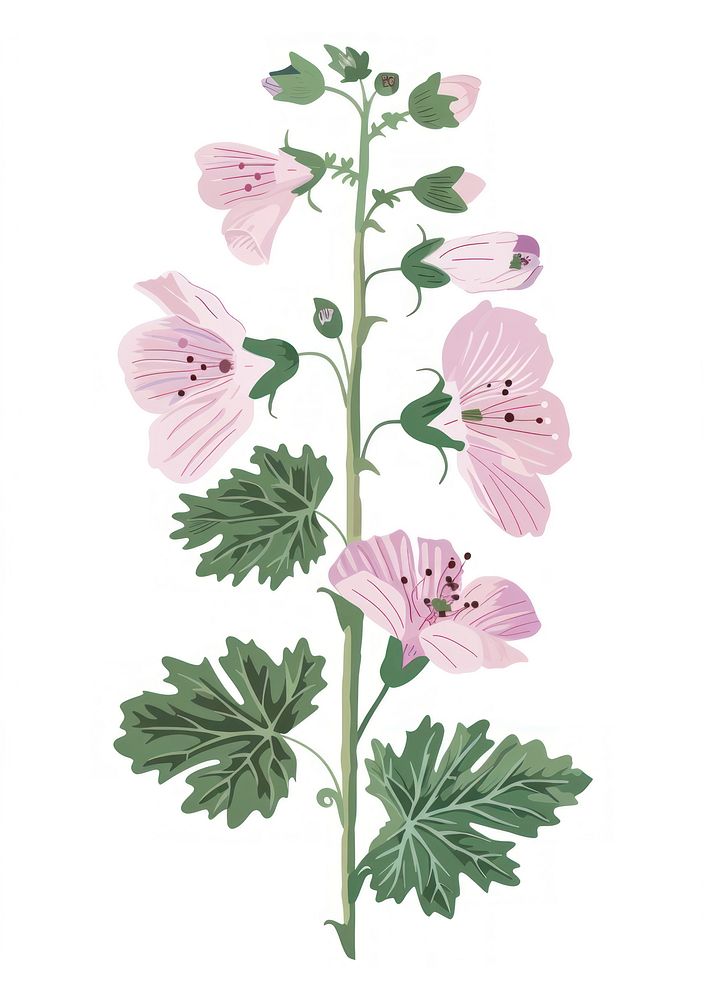 Flat vector hand drawn illustration a Malva Sylvestris flower blossom herbal.