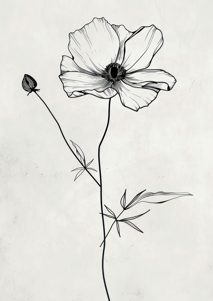 Minimal line art Hand drawn a wildflower for logo illustrated drawing blossom.