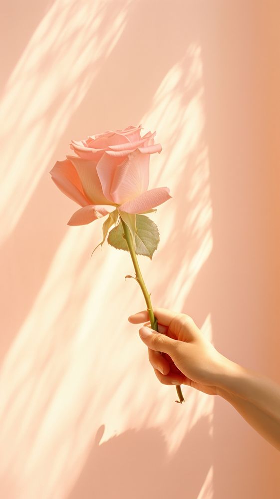 Hand holding rose blossom flower finger.