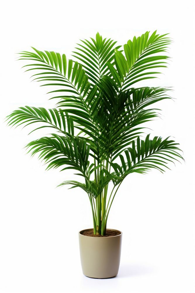 Tropical tree plant in home arecaceae leaf potted plant.