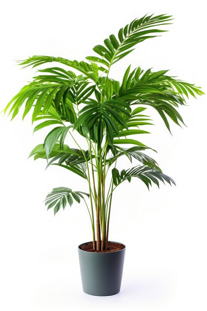 Tropical tree plant in home arecaceae leaf potted plant.