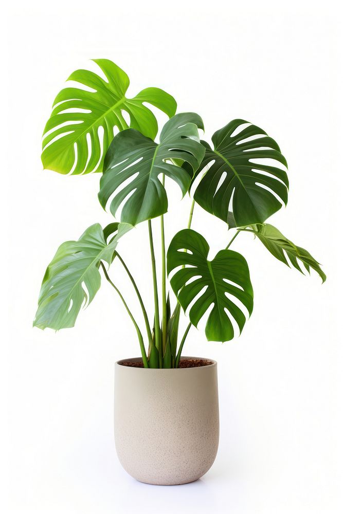 Monstera in a pot tree arecaceae blossom.