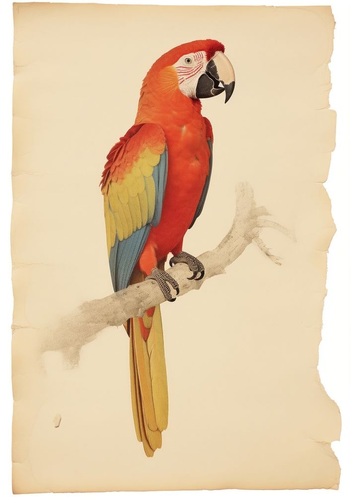 Parrot ripped paper animal bird creativity.